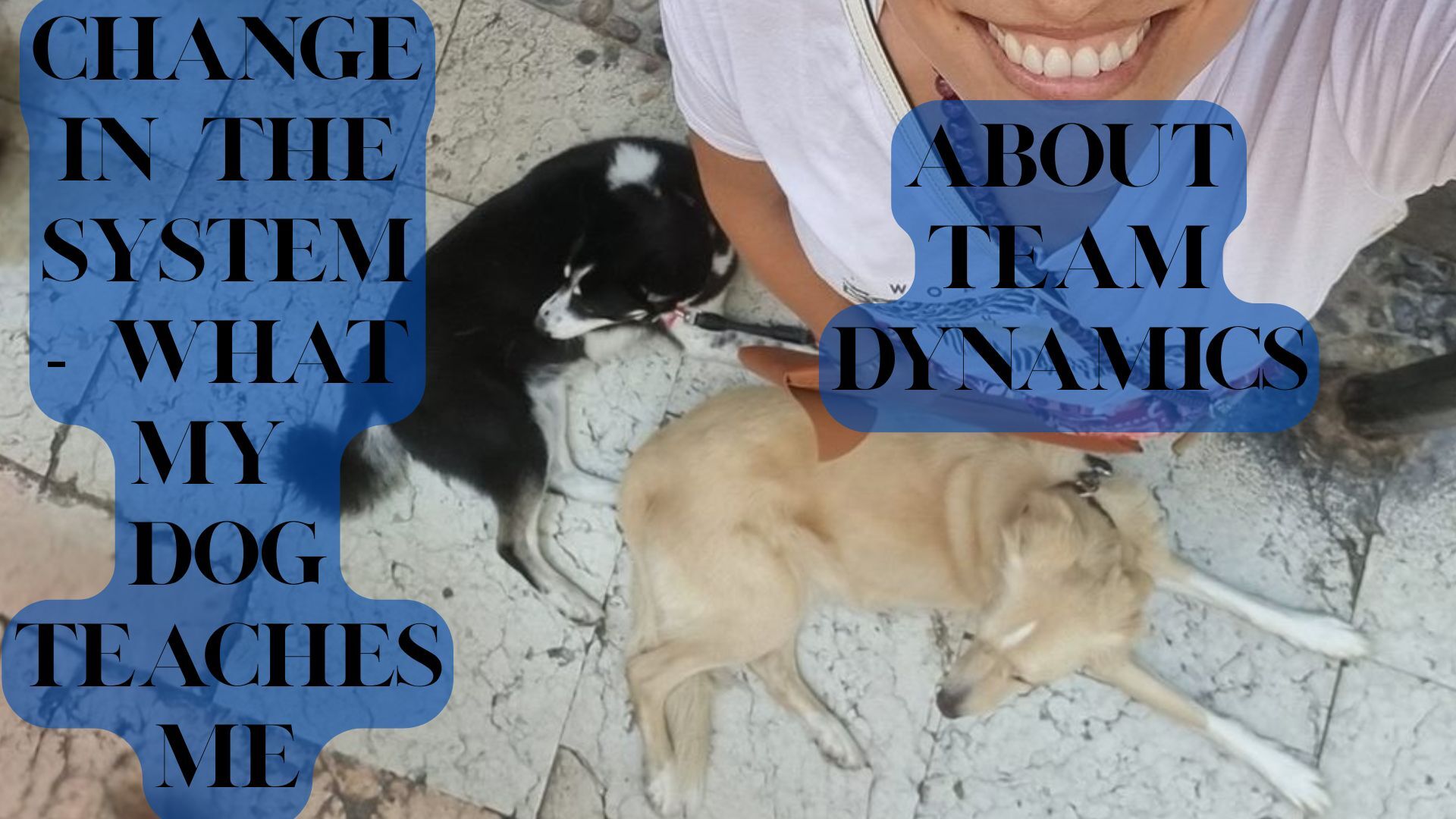 Change in the system with a dog story